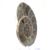 Ammonite from Madagascar: Strength and Stability - 2