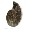 Ammonite from Madagascar: Strength and Stability - 3