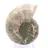 Ammonite from Madagascar: Strength and Stability