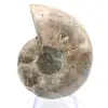 Fossilized cephalopod: Double-sided ammonite - 0