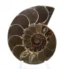 Fossilized cephalopod: Double-sided ammonite - 1