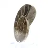 Fossilized cephalopod: Double-sided ammonite - 2