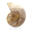Light ammonite from Madagascar: Finesse and Details - 0