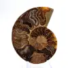Light ammonite from Madagascar: Finesse and Details - 1
