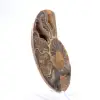 Light ammonite from Madagascar: Finesse and Details - 3