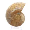 Ammonite from Mahajanga: Mineral Harmony - 0