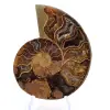 Ammonite from Mahajanga: Mineral Harmony - 1