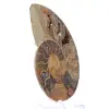 Ammonite from Mahajanga: Mineral Harmony - 2