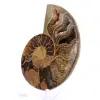 Ammonite from Mahajanga: Mineral Harmony - 3