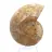 Ammonite from Mahajanga: Mineral Harmony