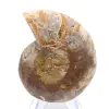 Polished Ammonite Fossil: Elegance and History - 0