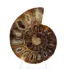 Polished Ammonite Fossil: Elegance and History - 1