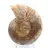 Polished Ammonite Fossil: Elegance and History