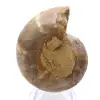 Ammonite specimen: The Madagascar spiral - 0