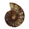 Ammonite specimen: The Madagascar spiral - 1