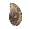 Ammonite specimen: The Madagascar spiral - 2