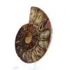 Ammonite specimen: The Madagascar spiral - 3