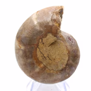 Ammonite specimen: The Madagascar spiral