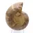 Ammonite specimen: The Madagascar spiral