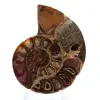 Ammonite of Mahajanga: Duality and Tradition - 1