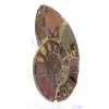 Ammonite of Mahajanga: Duality and Tradition - 2