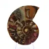 Fossilized ammonite: Mineral specimen from Madagascar - 1