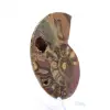 Fossilized ammonite: Mineral specimen from Madagascar - 2