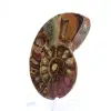 Fossilized ammonite: Mineral specimen from Madagascar - 3