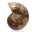Polished ammonite: Marine geometry of Madagascar — 3