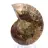 Fossilized ammonite: Mineral specimen from Madagascar