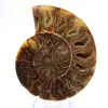 Large Ammonite of Madagascar: Natural Strength - 1