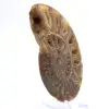 Large Ammonite of Madagascar: Natural Strength - 2