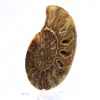 Large Ammonite of Madagascar: Natural Strength - 3