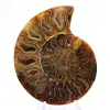 Polished ammonite: Marine geometry of Madagascar - 1