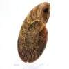 Polished ammonite: Marine geometry of Madagascar - 2
