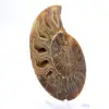 Polished ammonite: Marine geometry of Madagascar - 3