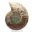 Polished ammonite: Marine geometry of Madagascar — 3