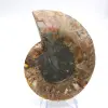 Impressive ammonite from Madagascar: Fossil purity - 0