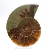 Impressive ammonite from Madagascar: Fossil purity - 1