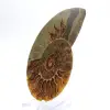 Impressive ammonite from Madagascar: Fossil purity - 2