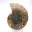 Polished ammonite: Marine geometry of Madagascar — 4