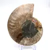 Major Ammonite Specimen: Prestige of Madagascar - 0