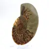 Major Ammonite Specimen: Prestige of Madagascar - 2