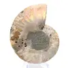 Polished ammonite: Marine geometry of Madagascar - 5