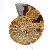 Ammonite from Madagascar: Gentleness and Authenticity - 1