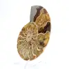 Ammonite from Madagascar: Gentleness and Authenticity - 2