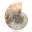 Polished ammonite: Marine geometry of Madagascar — 5