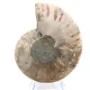 Polished ammonite: Marine geometry of Madagascar - 6