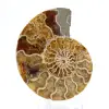 Fossil ammonite from Mahajanga: Mineral Balance - 1
