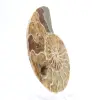 Fossil ammonite from Mahajanga: Mineral Balance - 3